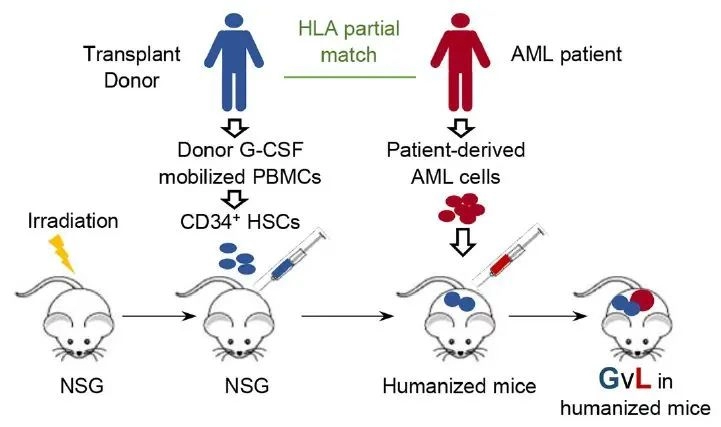 高临床相关性GVL小鼠模型，为探索白血病疗法搭建新平台