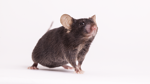 Aged C57BL/6J Mice-澄天生物