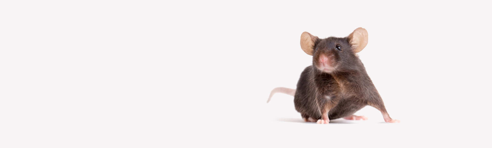 人源化FcRn小鼠模型