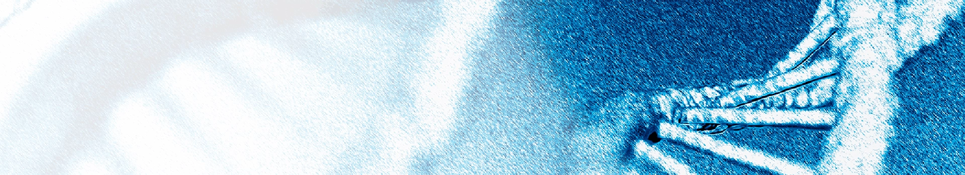 广受欢迎的JAX小鼠品系