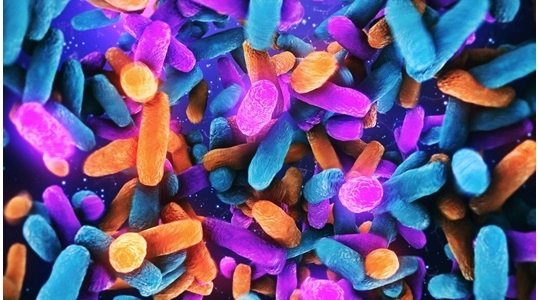 使用JAX hFcRn 平台评估抗体药代动力学