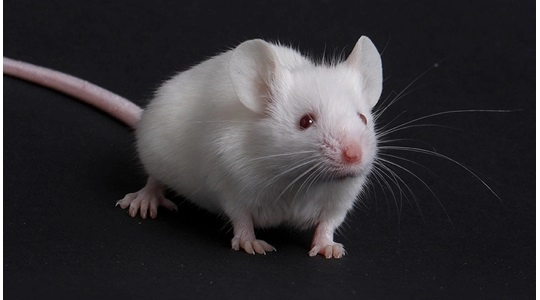 寻求医学新答案：非人灵长类动物替代模型