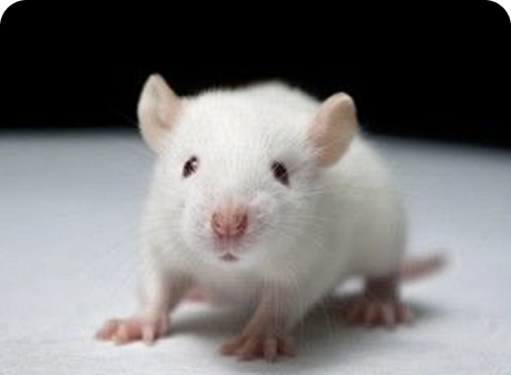 NSG&trade;小鼠品系