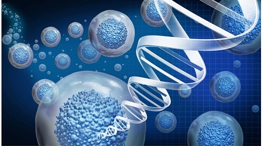 小鼠基础知识系列专题