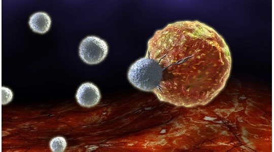 选择&ldquo;最佳&rdquo;免疫缺陷小鼠模型的三个要诀