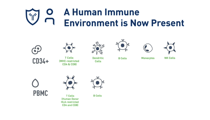 模型中存在人免疫细胞
