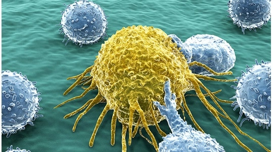 CAR T细胞疗法的相关临床前表征