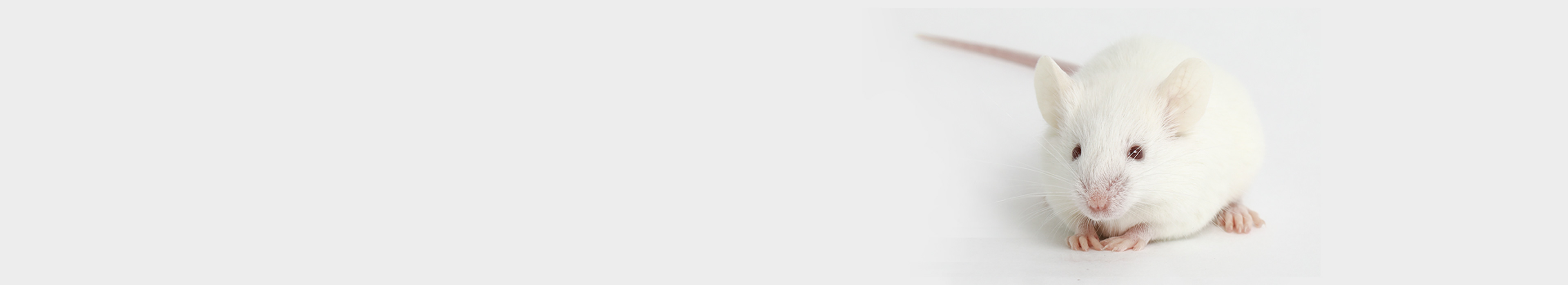 为什么选择JAX小鼠