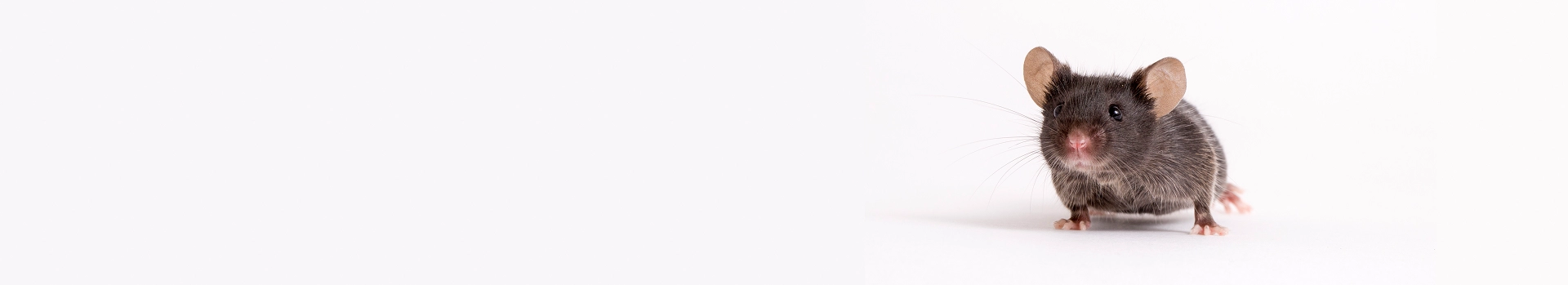 NSG&trade;小鼠品系