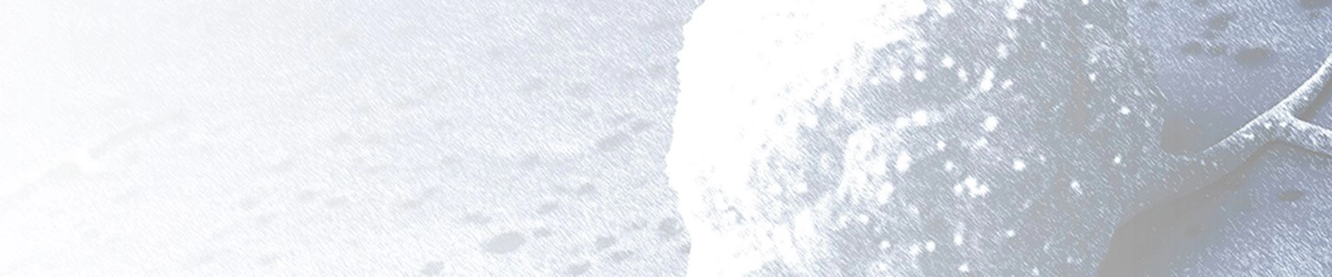 PBMC 人源化小鼠