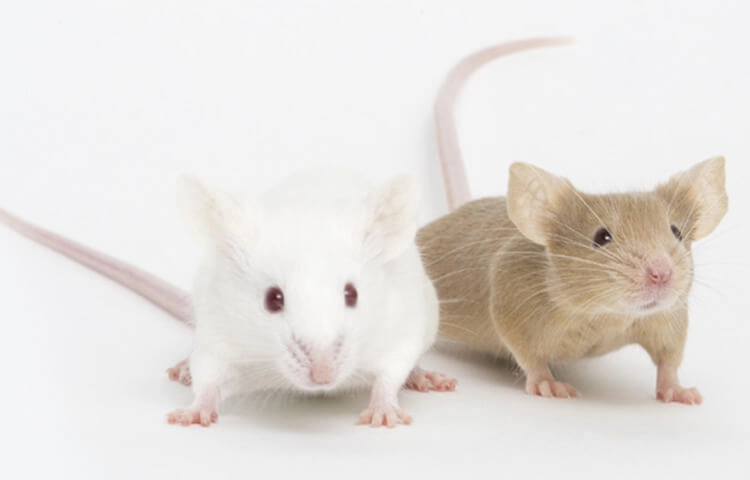 关于澄天生物（IBL）