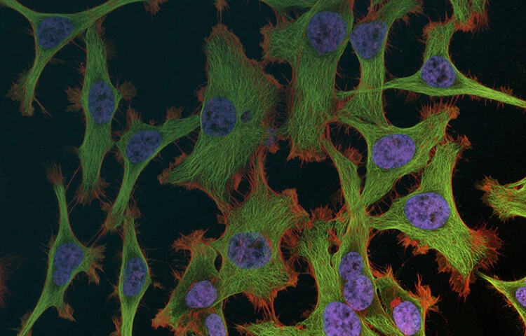 关于澄天生物（IBL）